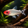 Rummy-Nose Tetras — South American Tetra for sale UK — AI hero driftwood view