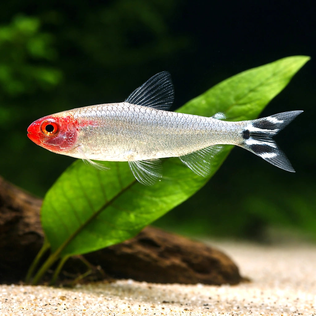 Rummy-Nose Tetras — South American Tetra for sale UK — AI scale plant view