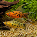 X Poecilia Sailfin Goldleopard Molly Mix Tropical Fish Tank, Vibrant Molly Fish Colors, Perfect Companions for Peaceful Community Aquariums with Aquarium Plants — for sale UK — AI natural aquarium view