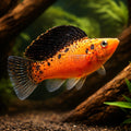 X Poecilia Sailfin Goldleopard Molly Mix Tropical Fish Tank, Vibrant Molly Fish Colors, Perfect Companions for Peaceful Community Aquariums with Aquarium Plants — for sale UK — AI hero driftwood view