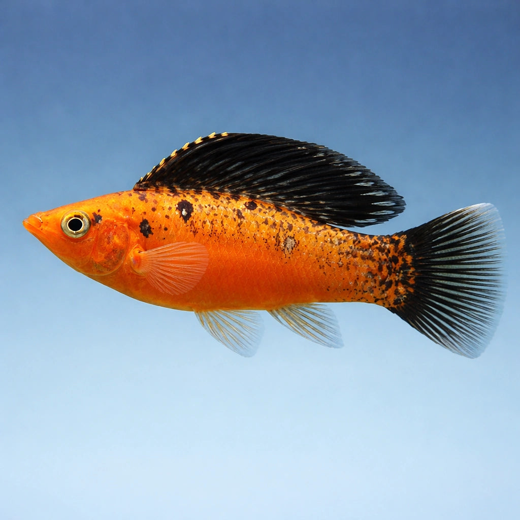 X Poecilia Sailfin Goldleopard Molly Mix Tropical Fish Tank, Vibrant Molly Fish Colors, Perfect Companions for Peaceful Community Aquariums with Aquarium Plants — for sale UK — AI side clean view