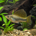  — tropical fish for sale UK — AI natural aquarium view