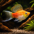 X Poecilia Latipinna / Ballon Molly Mix Tropical Fish Tank, Best Choices for Community Tanks, Offering Graceful Movement and Colorful Displays in Your Home Aquarium, Stunning Colors for Your Aquarium — for sale UK — AI hero driftwood view