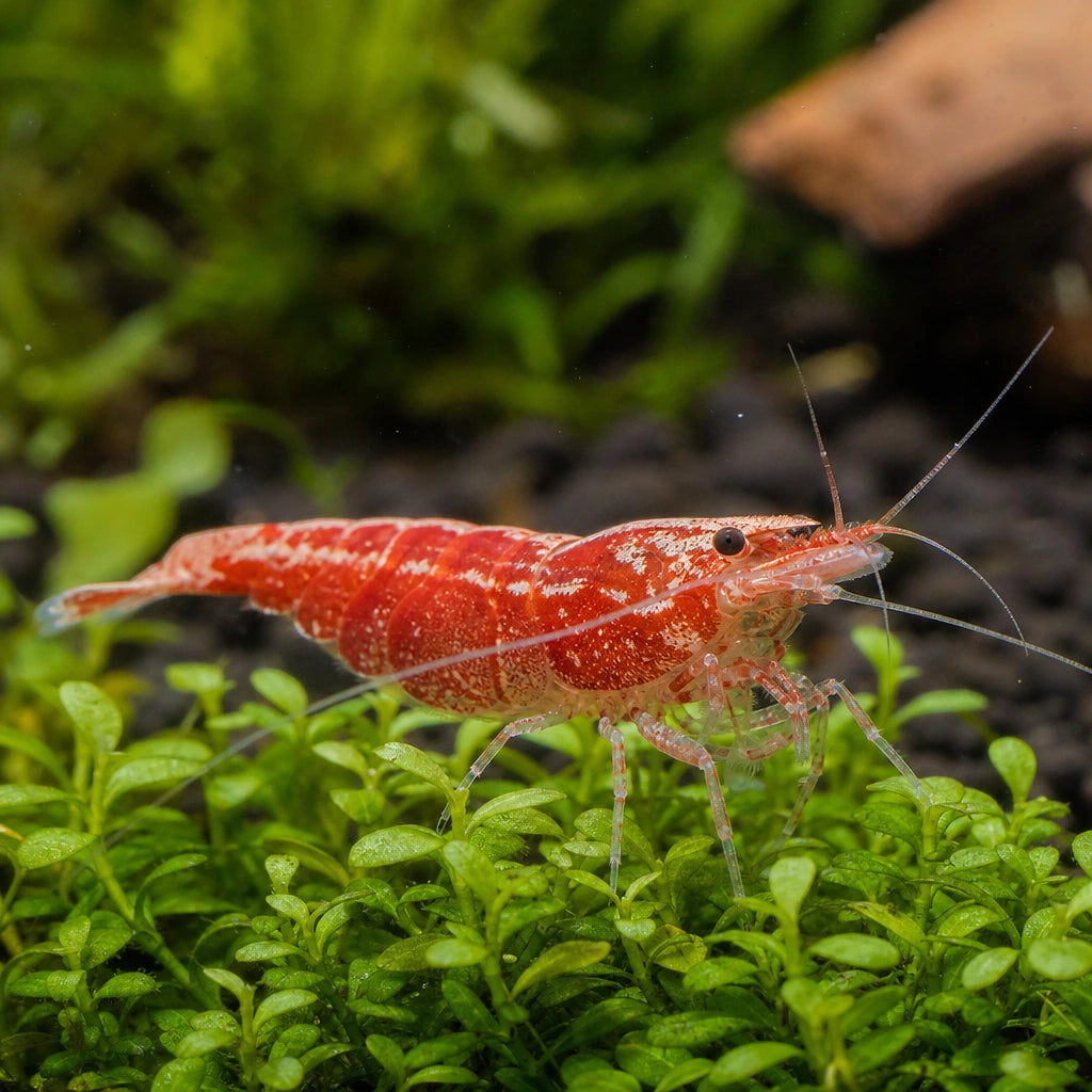 Sakura Red Shrimp (Neocaridina heteropoda) — AI natural aquarium view