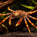 Sally lightfoot or spray crab — tropical fish for sale UK — AI hero driftwood view