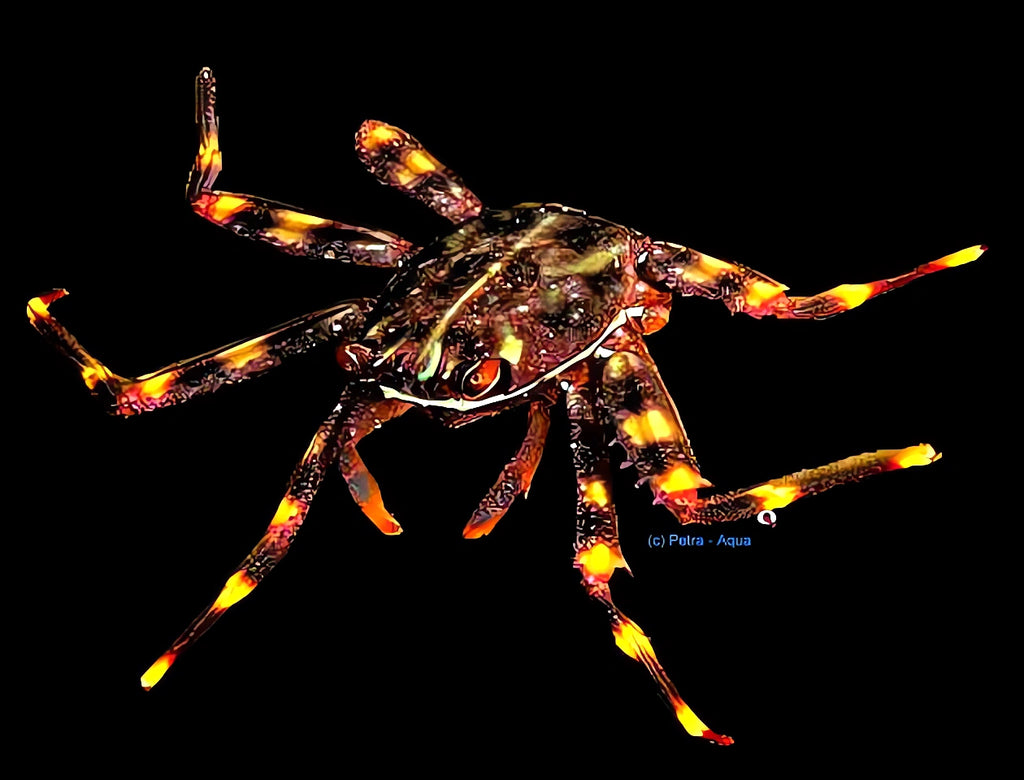 Sally lightfoot or spray crab — tropical fish for sale UK