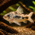 Salt and Pepper Catfish — tropical fish for sale UK — AI hero driftwood view