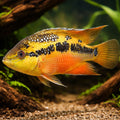 Salvins Cichlid — tropical fish for sale UK — AI hero driftwood view