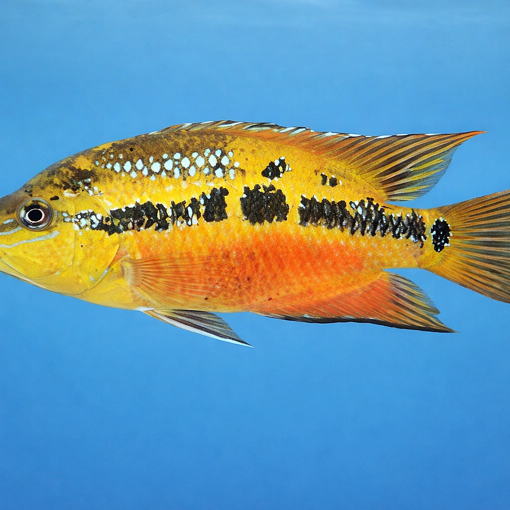 Salvins Cichlid — tropical fish for sale UK — AI side clean view