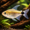 Saratetra — tropical fish for sale UK — AI hero driftwood view
