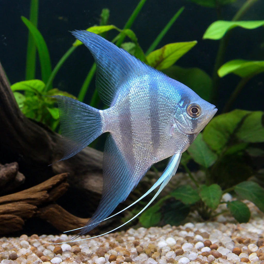Dalmatin Angelfish Pterophyllum Scalare South Stunning Angel Fish, Provide a Home for These Vibrant Freshwater Angels and Discover Their Enchanting Behavior, Beautiful Fish That Enhance Your Aquarium — for sale UK — AI natural aquarium view