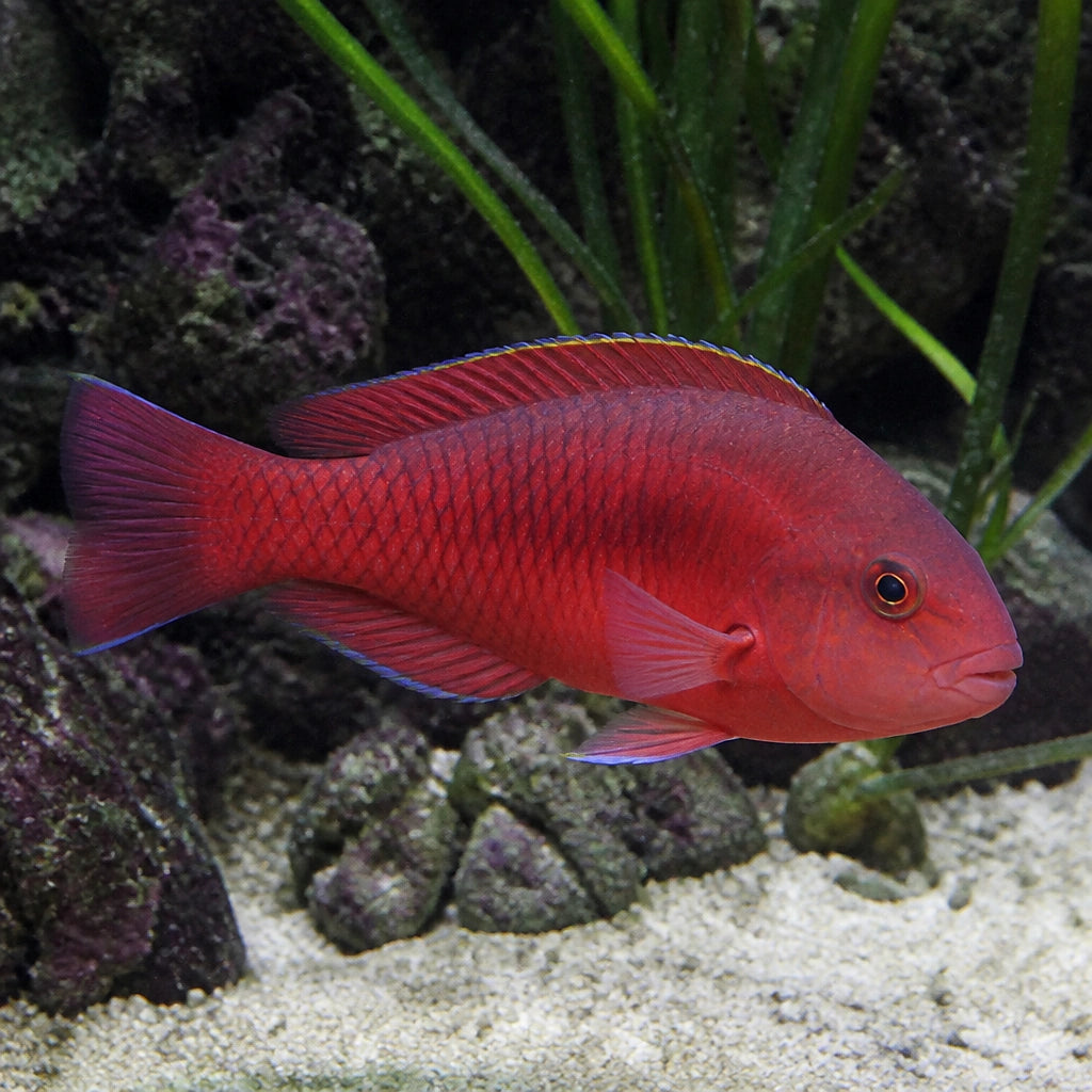 Scarus niger - red - Marine Aquarium Livestock UK — tropical fish for sale UK — AI natural aquarium view