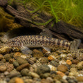 Schistura mahnerti — tropical fish for sale UK — AI natural aquarium view