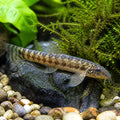 Vinciguerra's Stone Loach — Loach &amp; Algae Eater for sale UK — AI natural aquarium view