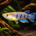 Schultze's Panchax, Graham' — tropical fish for sale UK — AI hero driftwood view
