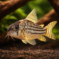 Schwartz´s catfish — tropical fish for sale UK — AI hero driftwood view