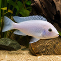 Sciaenochromis fryeri — Lake Malawi Cichlids for sale UK — AI natural aquarium view