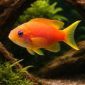 Sea Goldie Female M — tropical fish for sale UK — AI hero driftwood view