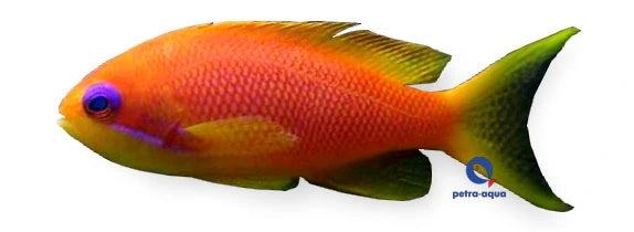 Female Sea Goldie anthias Pseudanthias squamipinnis marine fish in a reef aquarium
