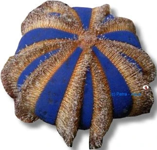 Black Sea Urchin Mespilia globulus with dark spines on live rock in a marine aquarium