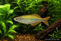 Sentani Rainbowfish Chilatherina sentaniensis with silvery-gold body and yellow-orange fins - AI-generated reference image