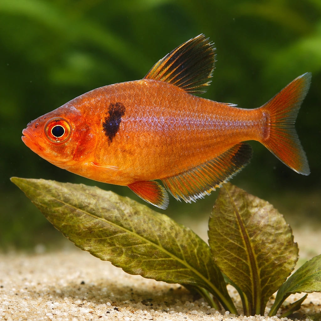  — tropical fish for sale UK — AI scale plant view