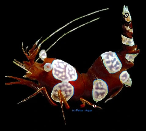Sexy Shrimp Thor amboinensis perched on reef rock in a marine aquarium