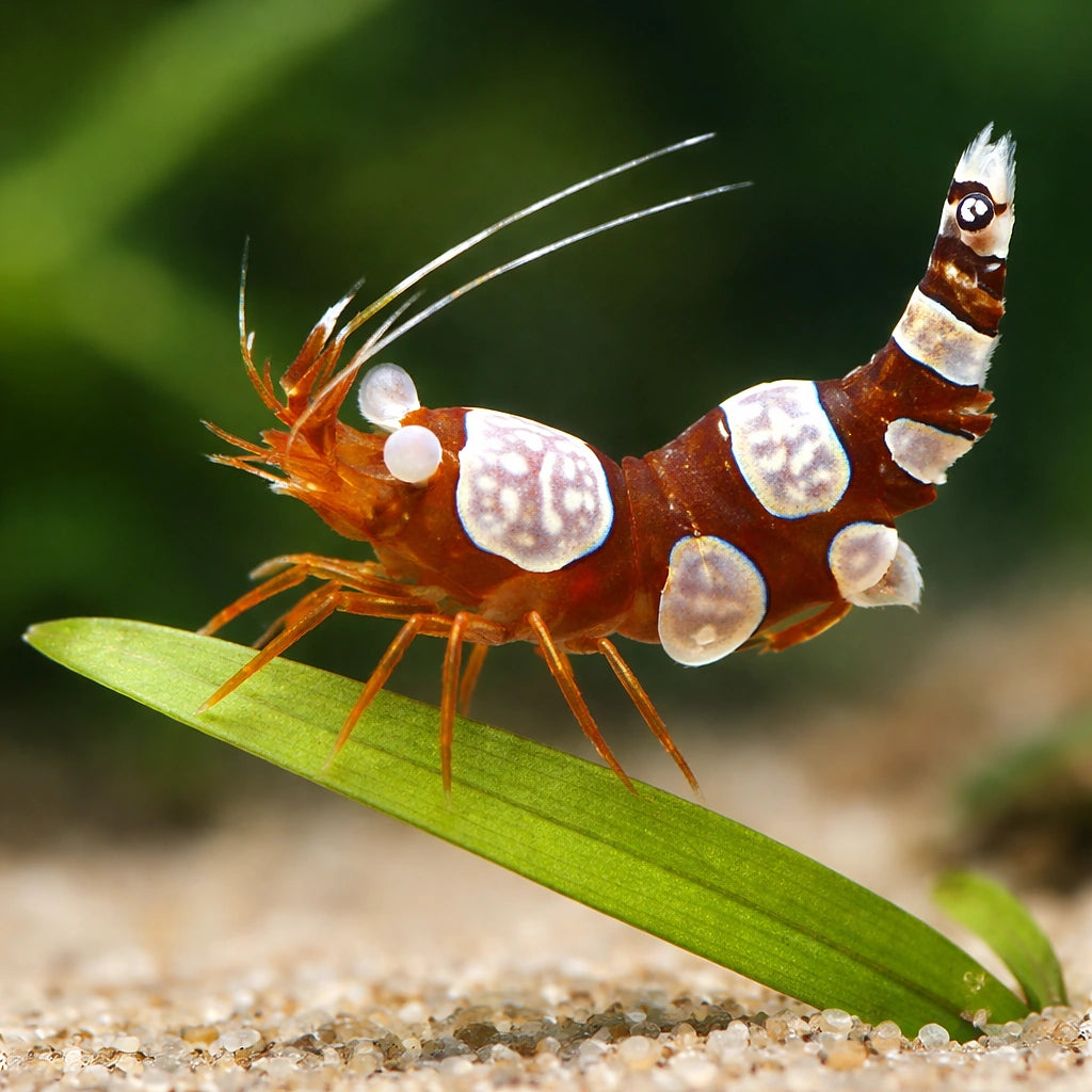 Sexy Shrimp — tropical fish for sale UK — AI scale plant view