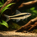  — tropical fish for sale UK — AI hero driftwood view