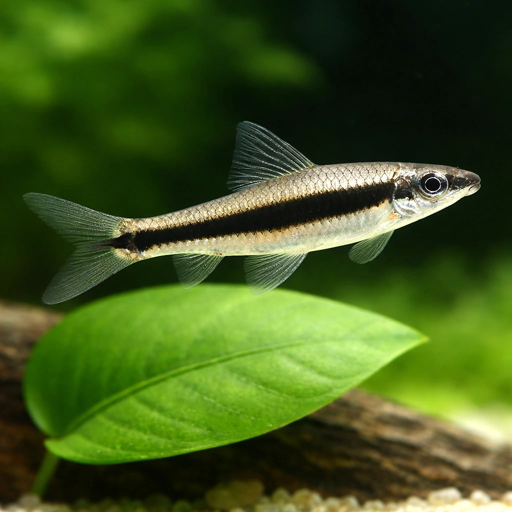  — tropical fish for sale UK — AI scale plant view
