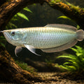  — tropical fish for sale UK — AI hero driftwood view