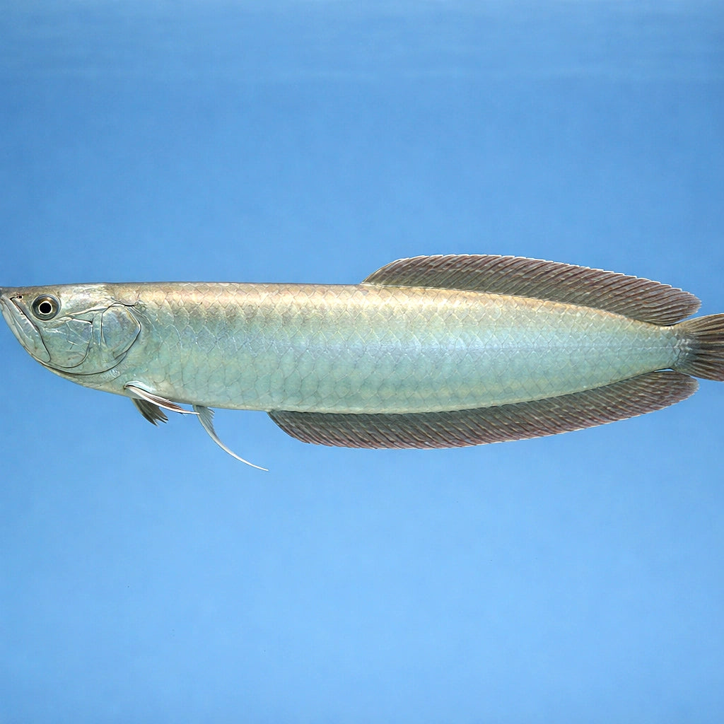  — tropical fish for sale UK — AI side clean view