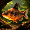 Silver Distichodus — tropical fish for sale UK — AI hero driftwood view