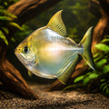 Silver dollar — tropical fish for sale UK — AI hero driftwood view