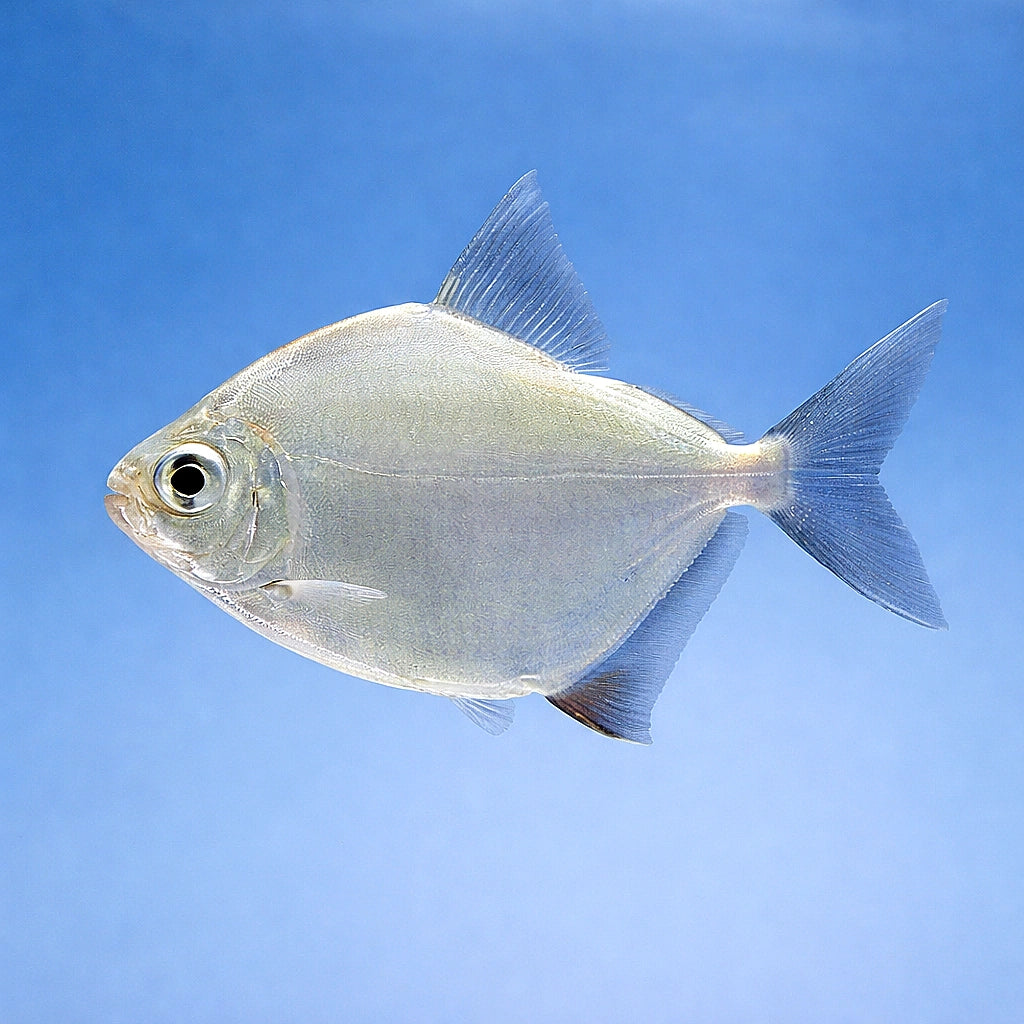 Silver Dollars — South American Tetra for sale UK — AI side clean view