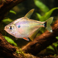 Silver Tetra, Silver-Brass — tropical fish for sale UK — AI hero driftwood view