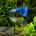 Singa Blue Delta Guppy Pair (Poecilia reticulata) — AI natural aquarium view