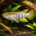Singhalese Panchax — tropical fish for sale UK — AI hero driftwood view