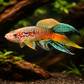 Sjoestedti's Killie — tropical fish for sale UK — AI hero driftwood view