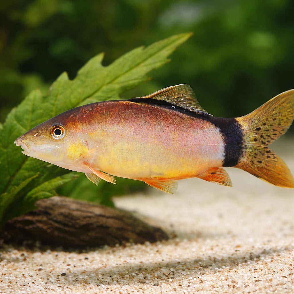 Skunk Botia — tropical fish for sale UK — AI scale plant view