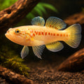 Sleepy Trout, Australian Gu — tropical fish for sale UK — AI hero driftwood view