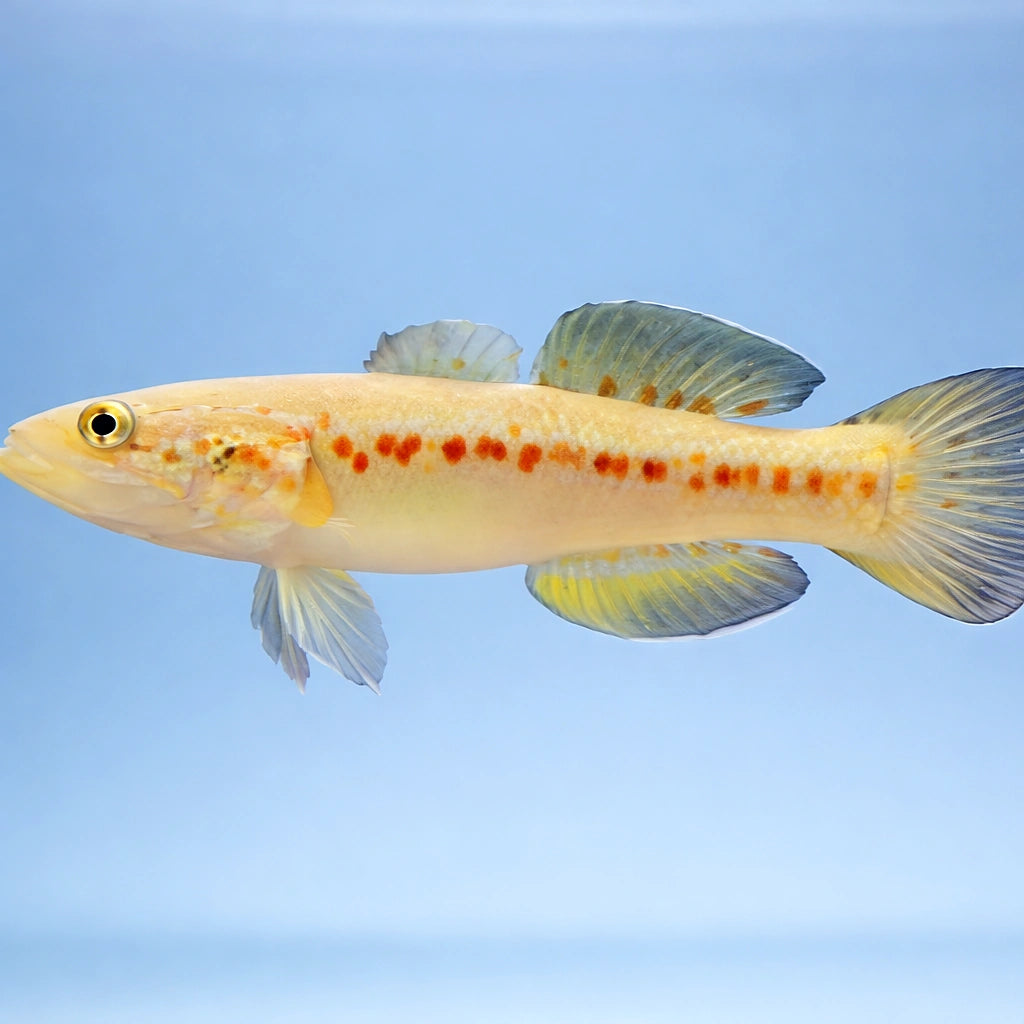 Sleepy Trout, Australian Gu — tropical fish for sale UK — AI side clean view