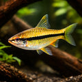 Slender Black-Striped Barb — tropical fish for sale UK — AI hero driftwood view