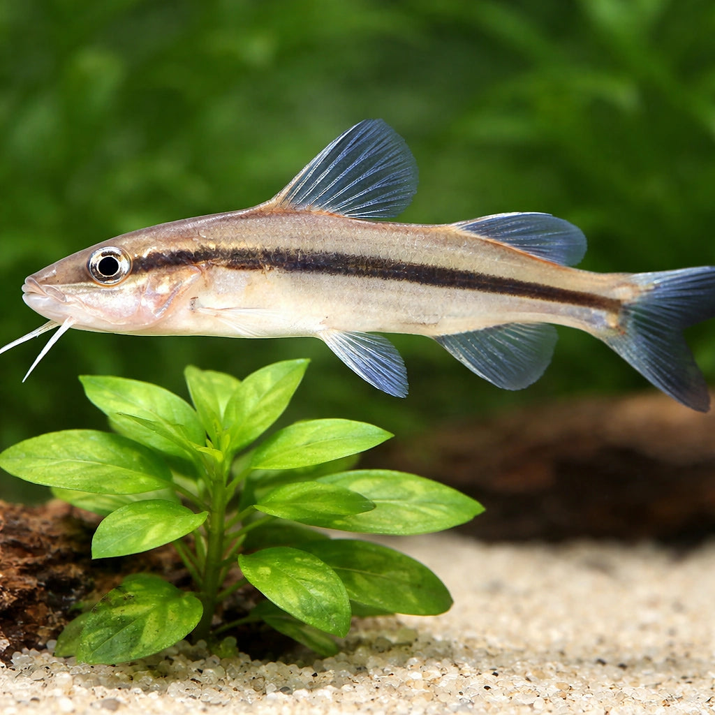 Slender Pimelodella — tropical fish for sale UK — AI scale plant view