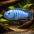 Slender Pseudotropheus Cobalt — tropical fish for sale UK — AI hero driftwood view
