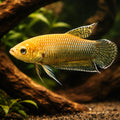 Slim Betta, Slender Betta — tropical fish for sale UK — AI hero driftwood view