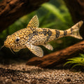 Smalled-Scaled Whiptail Cat — tropical fish for sale UK — AI hero driftwood view