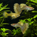Snakeskin Koi Ribbon Guppy Trio (Poecilia reticulata) — AI natural aquarium view