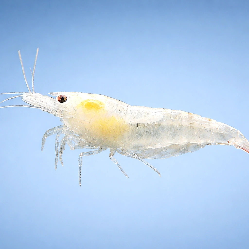 Snowball shrimp — tropical fish for sale UK — AI side clean view