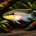 Spangled Pike Cichlid — tropical fish for sale UK — AI hero driftwood view